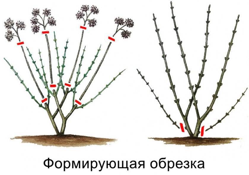 Омоложение сирени осенью старого куста схема обрезка