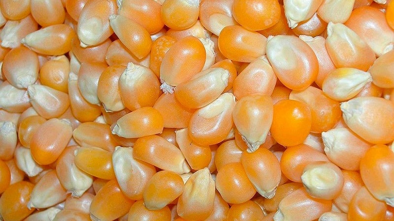 Семена кукурузы какую температуру. Зерновка кукурузы. Плод кукурузы Зерновка. Початок зерновой кукурузы. Кукурузы семена округлые.