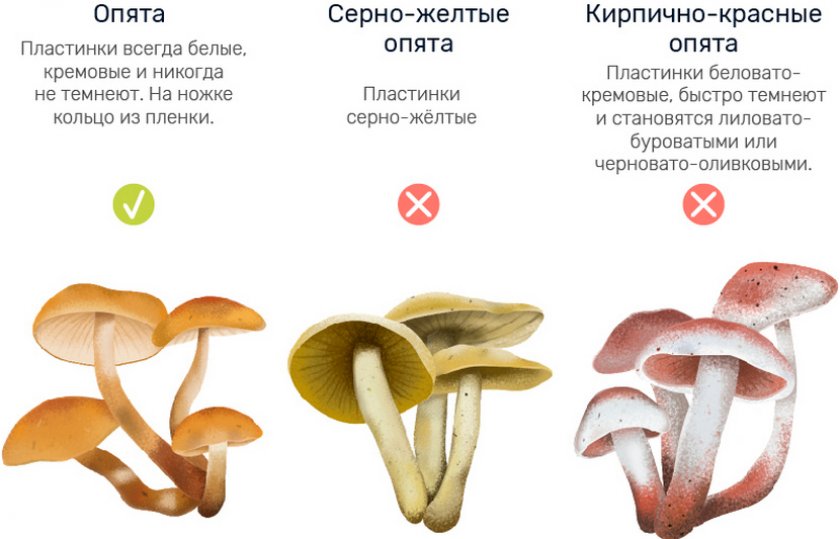 Какой тип питания характерен для опенка серопластинчатого изображенного на рисунке