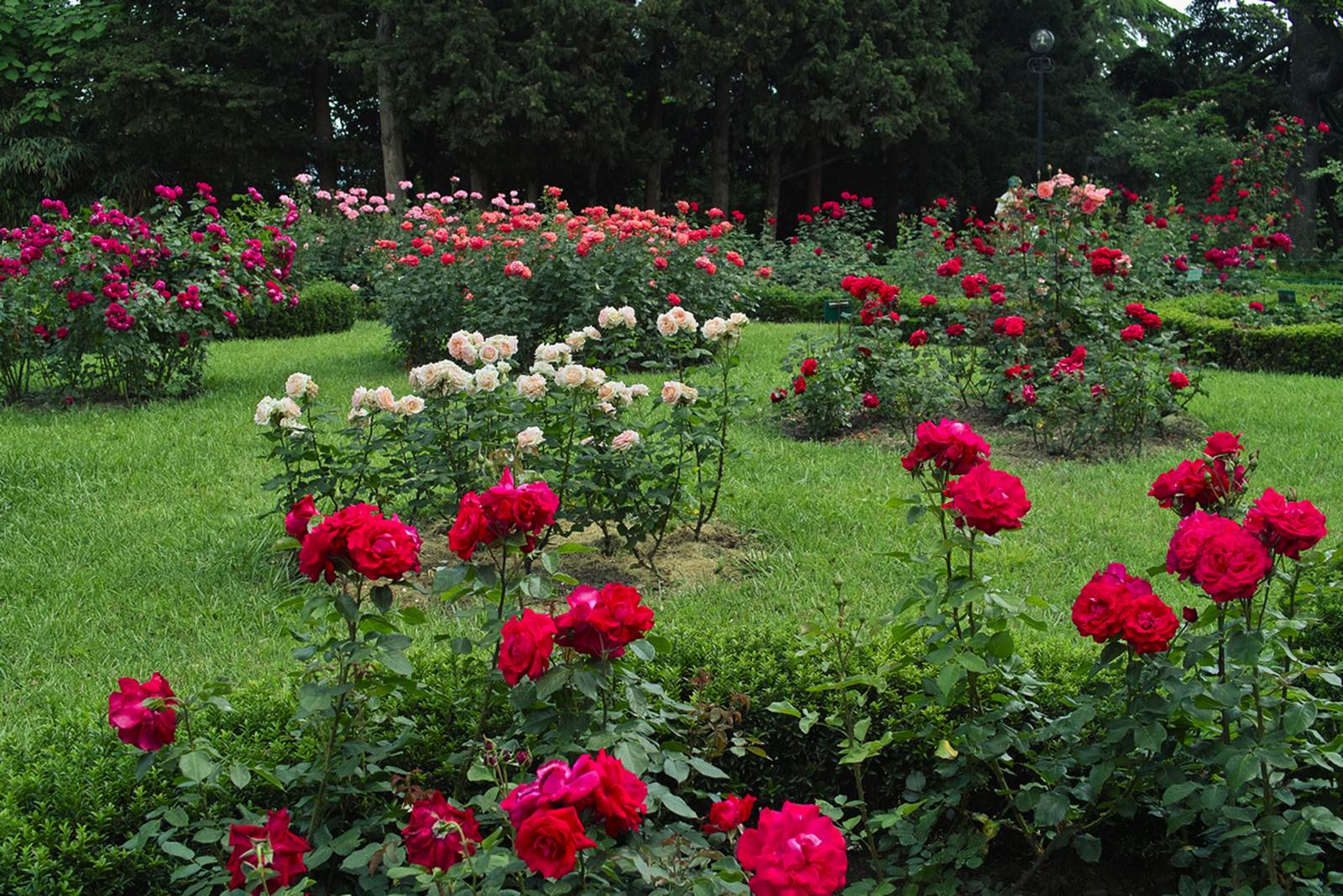 Роза для переднего плана