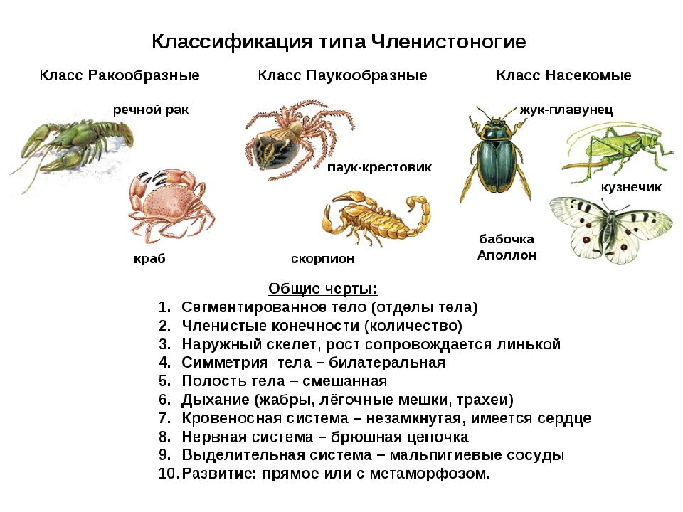 Ракообразные картинки и названия