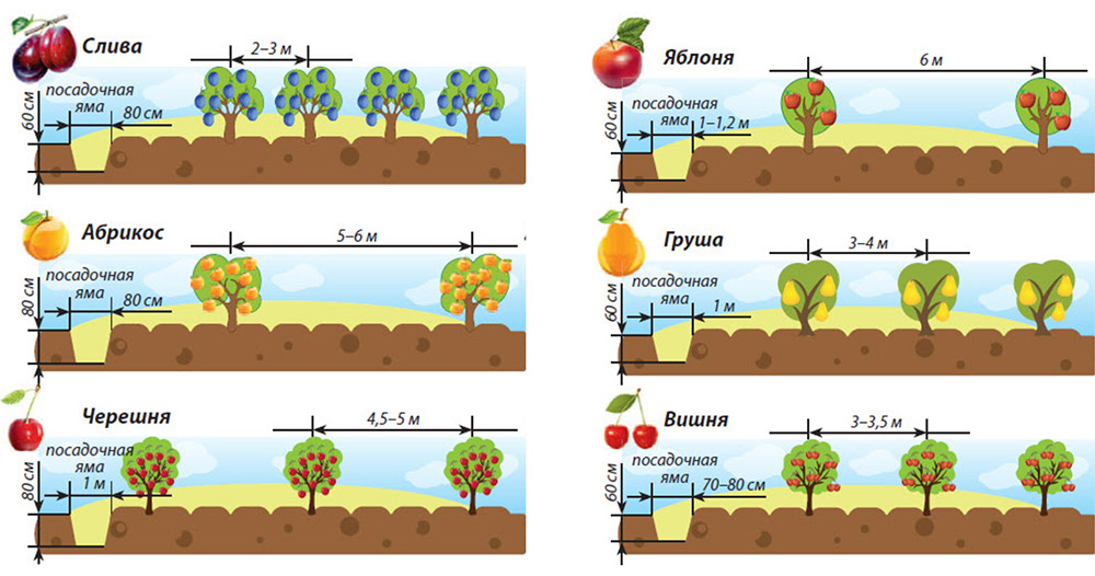 Схема посадки яблонь на участке