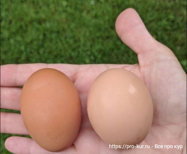 Как отличить яйца. Круглое яйцо куриное. Форма яйца. Пол цыпленка по форме яйца.