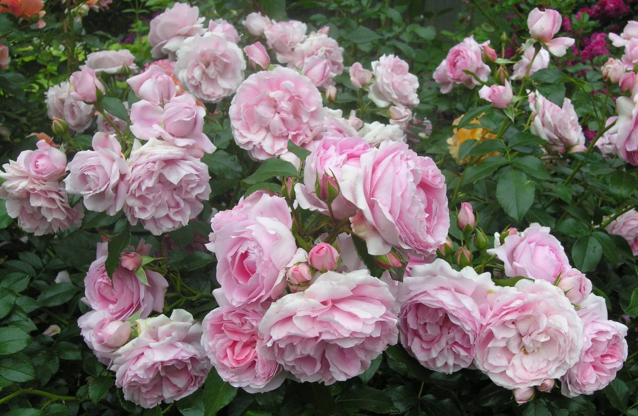 Флорибунда floribunda